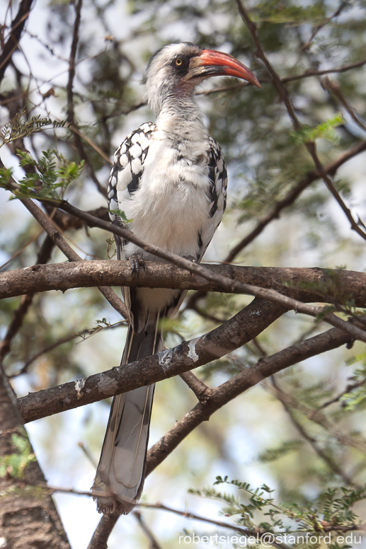 hornbill